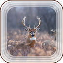 Wildlife Safari-APK