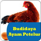 Cara Budidaya Ayam Petelur icône