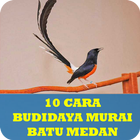 10 Cara Budidaya Murai Batu Medan icône
