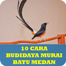 10 Cara Budidaya Murai Batu Medan APK