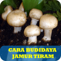 Cara Budidaya Jamur Kancing Lengkap