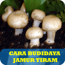 Cara Budidaya Jamur Kancing Lengkap APK