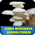 10 Cara Budidaya Jamur Tiram icône