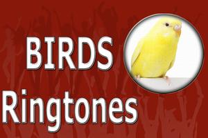Birds Calls Ringtones capture d'écran 1