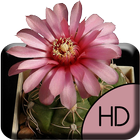 Cactus Flower Live Wallpaper icône
