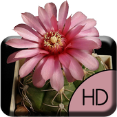 Cactus Flower Live Wallpaper icon