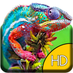 Colorful Chameleon Live WP