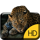 Divertido guepardo Live WP icono