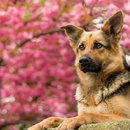 APK German Shepherd Dog Fans Wallpapers Themes