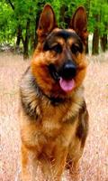 German Shepherd Dog Fans Wallpapers Themes 포스터