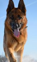 German Shepherd Dog Fans Wallpapers Themes اسکرین شاٹ 1