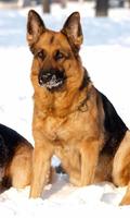 German Shepherd Dog Fans Wallpapers Themes capture d'écran 2