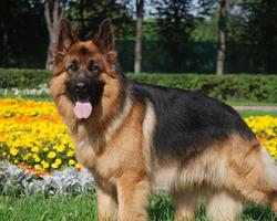 German Shepherd Dog Fans Wallpapers Themes capture d'écran 3