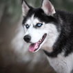 Huskies Hunde Fans Hintergrundbilder Themen