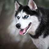 Huskies Dogs Fans Fonds d'écran Thèmes icône