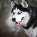 Huskies Dogs Fans Fonds d'écran Thèmes APK