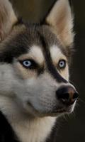 پوستر Huskies Dogs Fans Wallpapers Themes