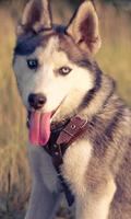 برنامه‌نما Huskies Dogs Fans Wallpapers Themes عکس از صفحه