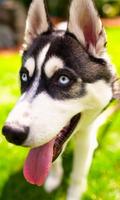 برنامه‌نما Huskies Dogs Fans Wallpapers Themes عکس از صفحه