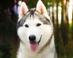 برنامه‌نما Huskies Dogs Fans Wallpapers Themes عکس از صفحه