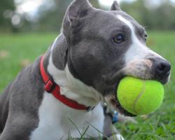 Pit Bulls Best Dogs Fonds d'écran Thèmes capture d'écran 3