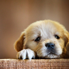 Puppies Cute Dogs Fonds d'écran Thèmes icône