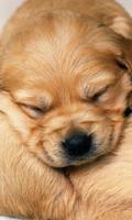 Puppies Cute Dogs Fonds d'écran Thèmes Affiche