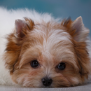 Shih Tzus狗粉丝壁纸主题 APK