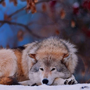 APK Wolf Animals Wallpapers Themes