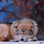 Wolf Animals Wallpapers Themes icône