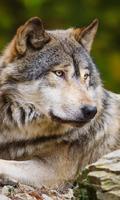 Wolf Animals Wallpapers Themes Affiche