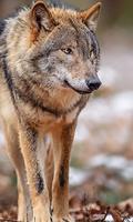 Wolf Animals Wallpapers Themes capture d'écran 1