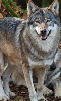 Wolf Animals Wallpapers Themes capture d'écran 2