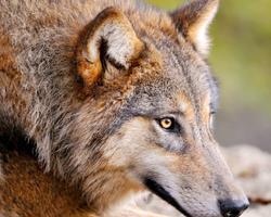 Wolf Animals Wallpapers Themes capture d'écran 3