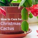 How to Care for a Christmas Cactus APK