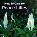 How to Care for Peace Lilies APK