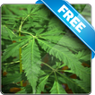 Marijuana Free