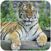 Tiger Keypad Screen Lock Skin