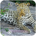 Leopard Keypad Lock Screen