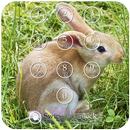 APK Rabbit Keypad Lock Screen