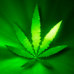 Marijuana Live Wallpaper - Green Leaf FREE