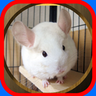 Chinchilla Care أيقونة