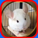 Chinchilla Care APK