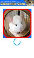 Chinchilla Care الملصق