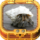 ikon Healthy Hermit Crab