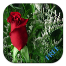 Rose Puzzle APK