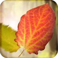 Falling Leaves Live Wallpaper APK Herunterladen