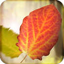Falling Leaves Live Wallpaper APK