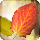 Falling Leaves Live Wallpaper آئیکن