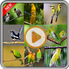Birdsong Mp3 Offline icône